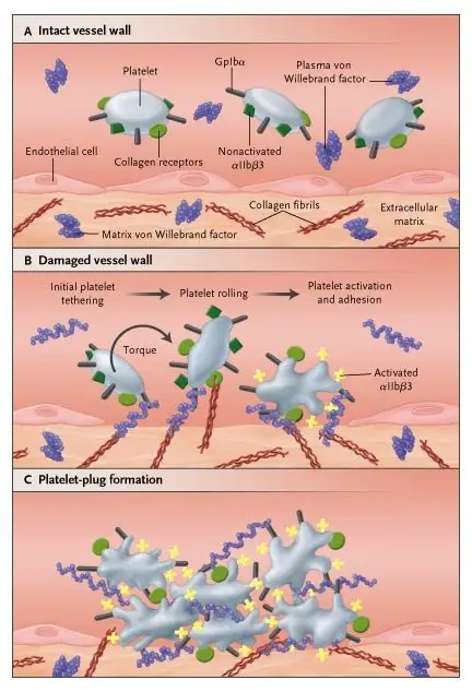 Picture on how von willebrand disease function.